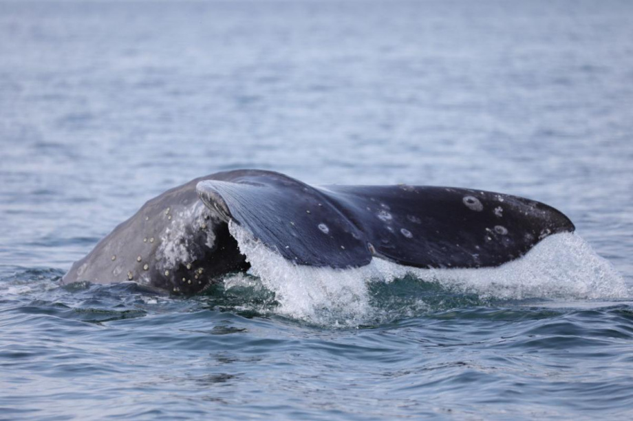 Первые в этом году серые киты вернулись к восточному побережью Камчатки. фото: Евгения Волкова/Кроноцкий. Фотография 2