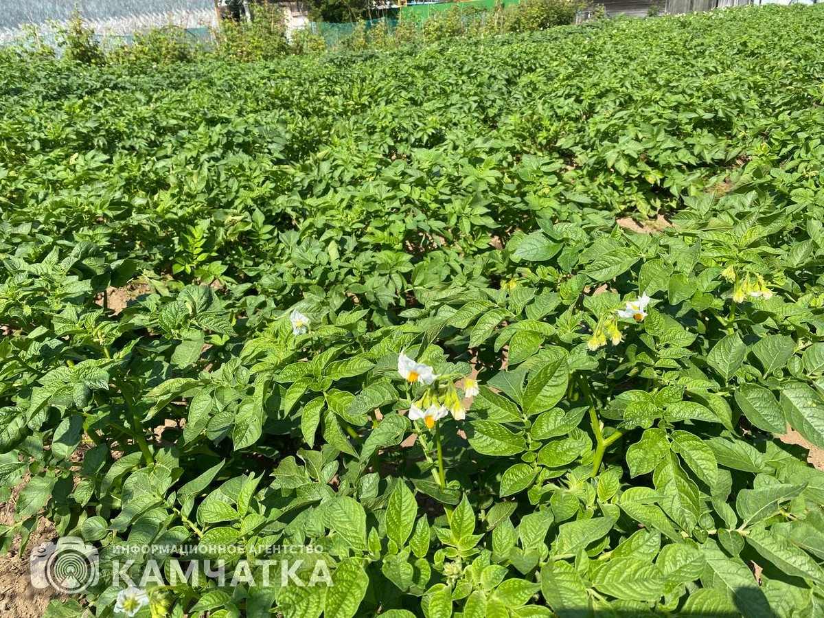 Онлайн-олимпиада по экологии и окружающему миру пройдет среди камчатских  школьников – ИА Камчатка