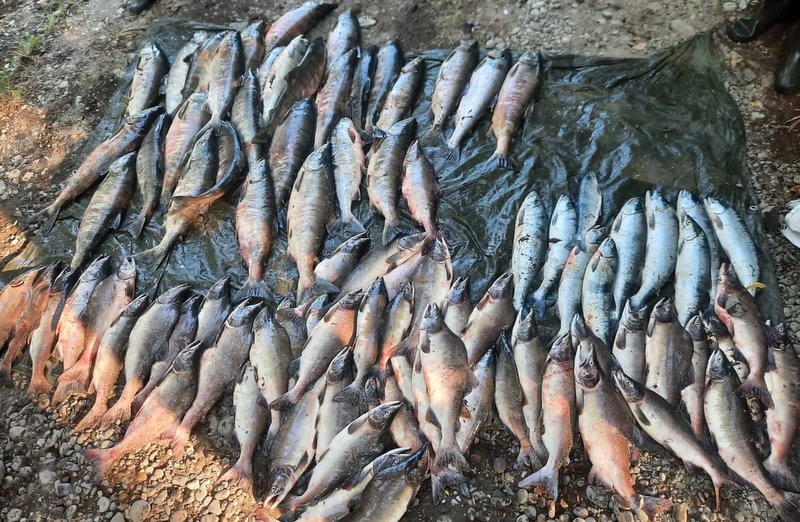 Жителю Камчатки грозит уголовное дело за браконьерский вылов 40 хвостов  лосося – ИА Камчатка