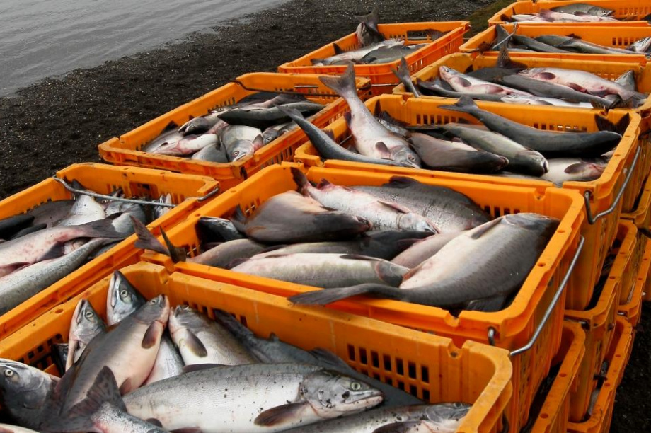 Лососевые уловы рыбаков Камчатки на 12% превысили показатели 2021 года. Фото: ИА «Камчатка»
