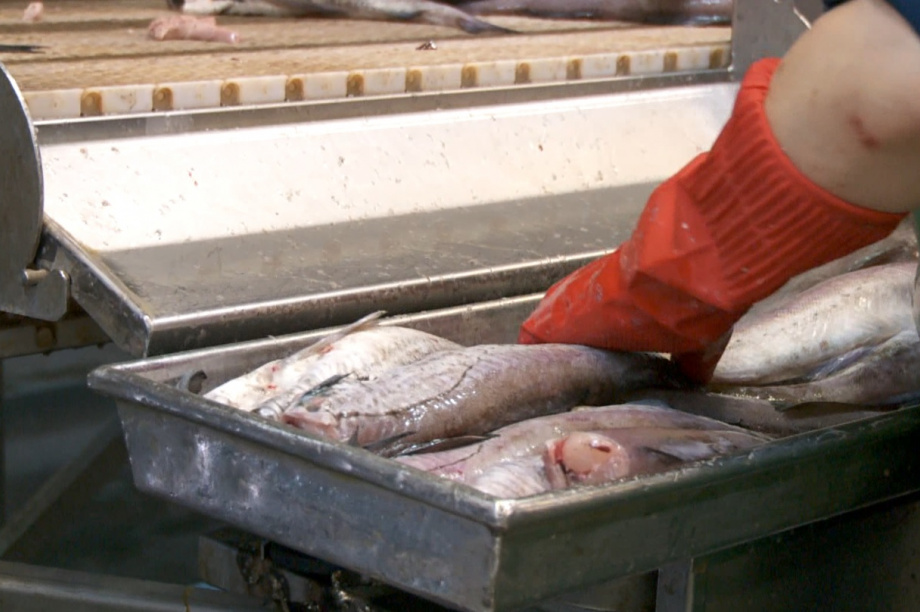  Поставки рыбопродукции с Камчатки и Чукотки в другие регионы России с начала года превысили 20 тысяч тонн. Фото: ИА «Камчатка»