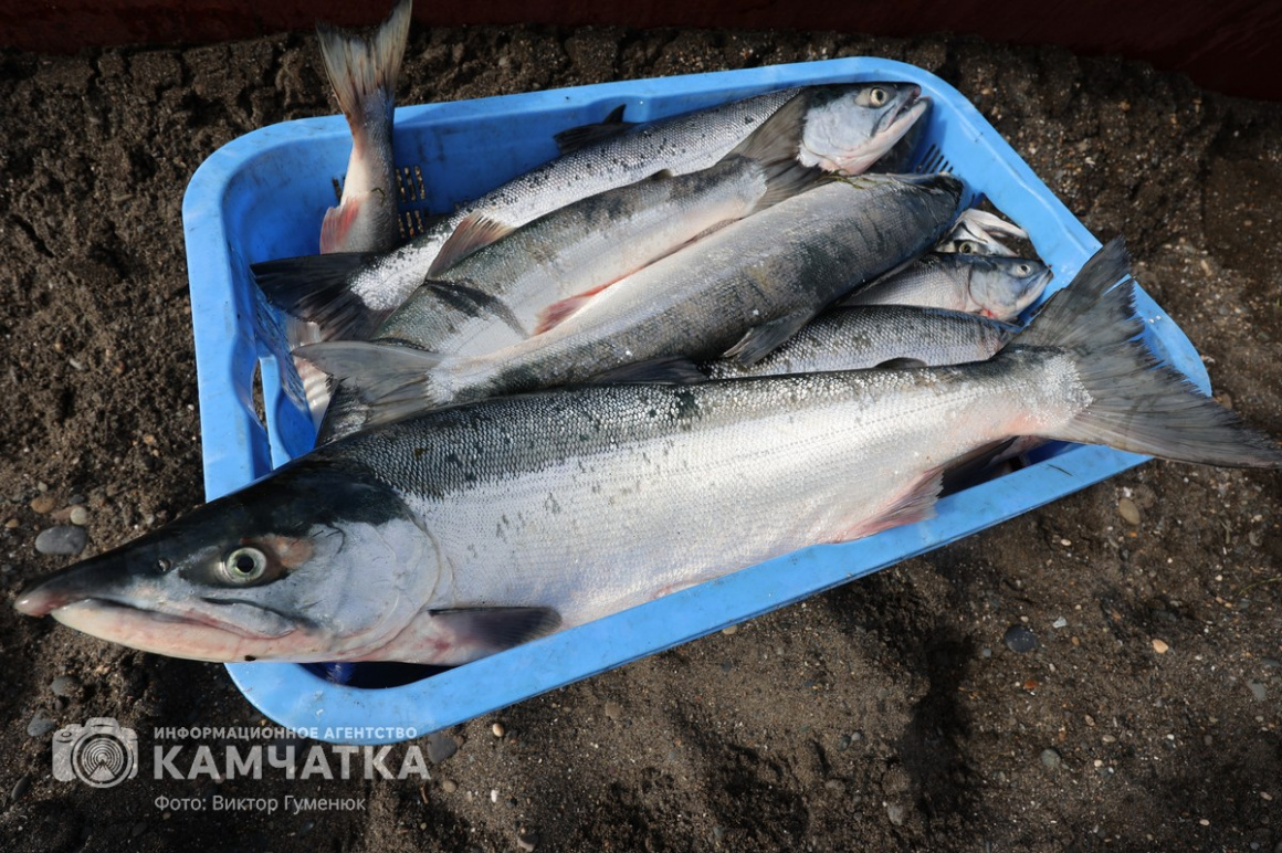 Красная путина этого года может стать одной из лучших на Камчатке – ИА  Камчатка