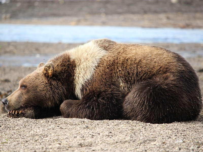 Медведя и рысь заметили в окрестностях Петропавловска-Камчатского. Фото: ИА "Камчатка"/архив