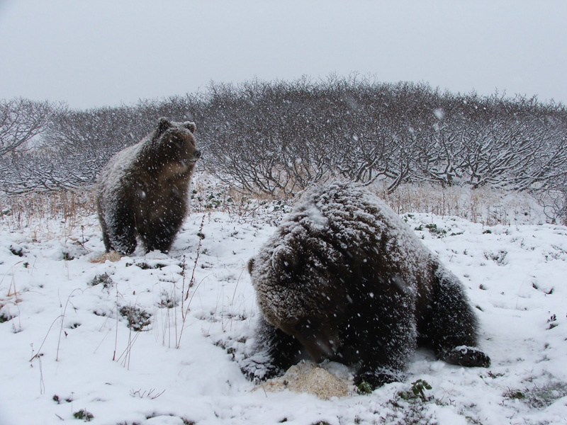 Две жительницы Камчатки спаслись от медведя, забравшись на дерево. Фото: пресс-служба краевого управления МЧС