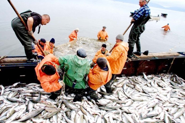 Лучших работников рыбной отрасли выберут на Камчатке. Фото: kamgov.ru