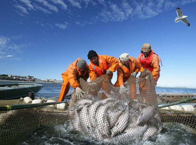 Успешную лососевую путину обещают камчатским рыбакам ученые. Фото: kamgov.ru