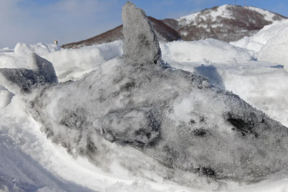 Жители Камчатки создали снежные скульптуры обитателей  местных заповедников. Фото: пресс-служба Кроноцкого заповедника. Фотография 4