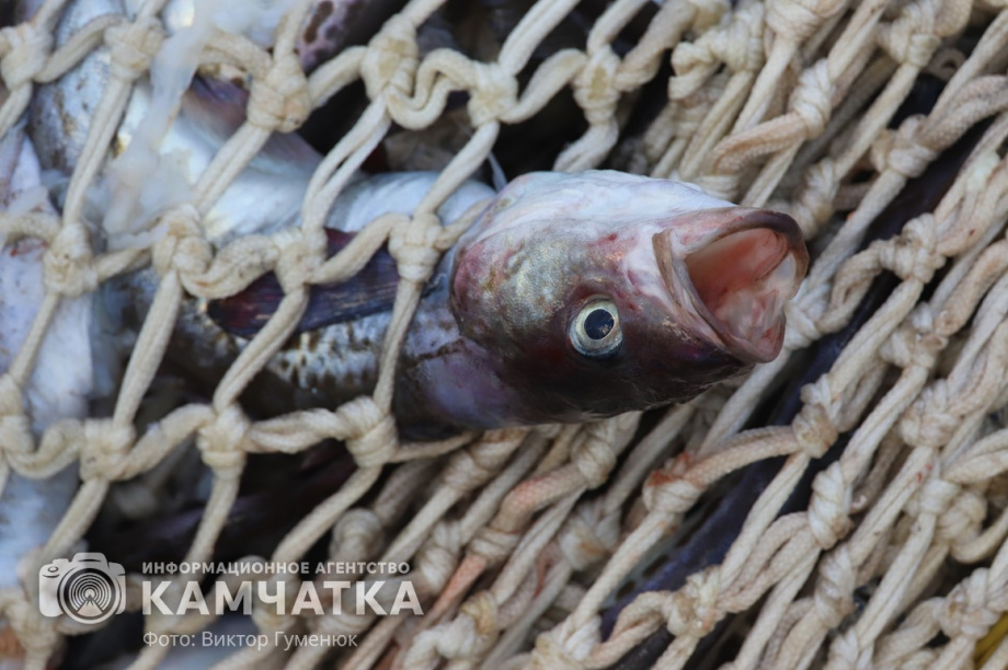 Экспорт рыбопродукции с Камчатки за неделю вырос более чем в три раза. фото: Виктор Гуменюк