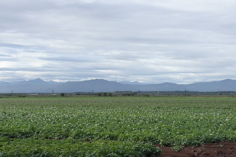 Презентацию 13 новых для Камчатки сортов картофеля провели в Елизовском районе. Фото: Виктор Гуменюк, kamgov.ru. Фотография 8