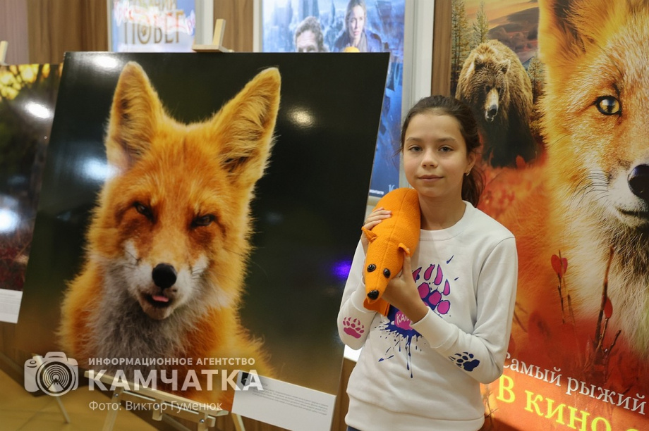 Камчатских лисиц показали в кино. Фото: Виктор Гуменюк. Фотография 5