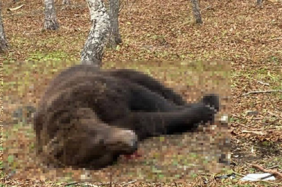 Медведь отстрелен в Петропавловске-Камчатском: ЧП на улице Кирдищева. Фото из соцсетей. Фотография 3