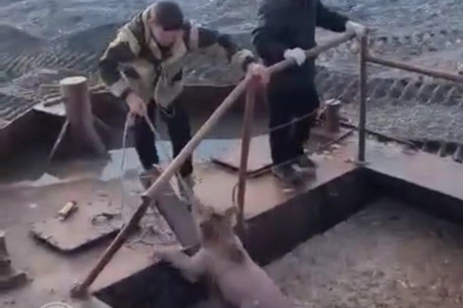 Медвежонок упал в яму с отходами на рыбзаводе Камчатки . . Фотография 1
