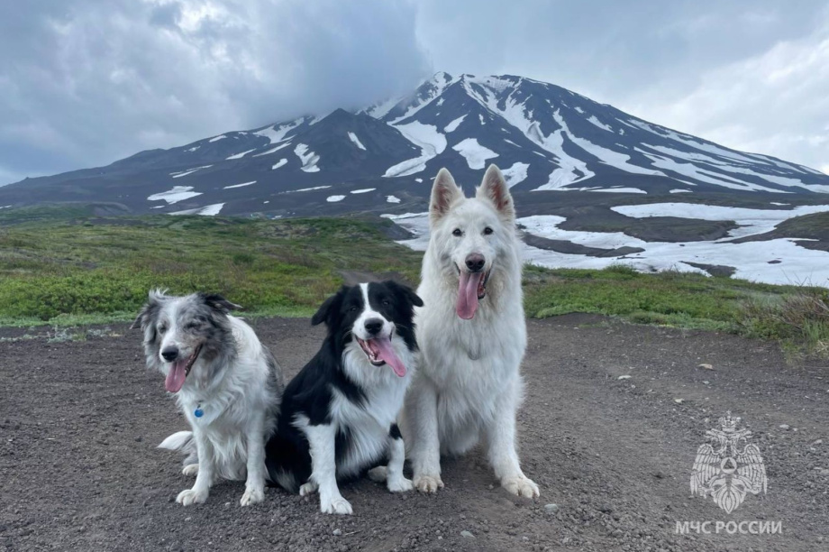 Собаки-спасатели искали пострадавших в заброшенном здании на Камчатке. Фото: МЧС России по Камчатскому краю (архив)