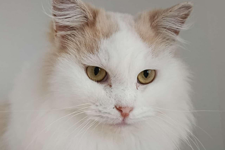 Камчатский приют «Оберег»: спасение для усатых-полосатых братьев. . Фотография 3