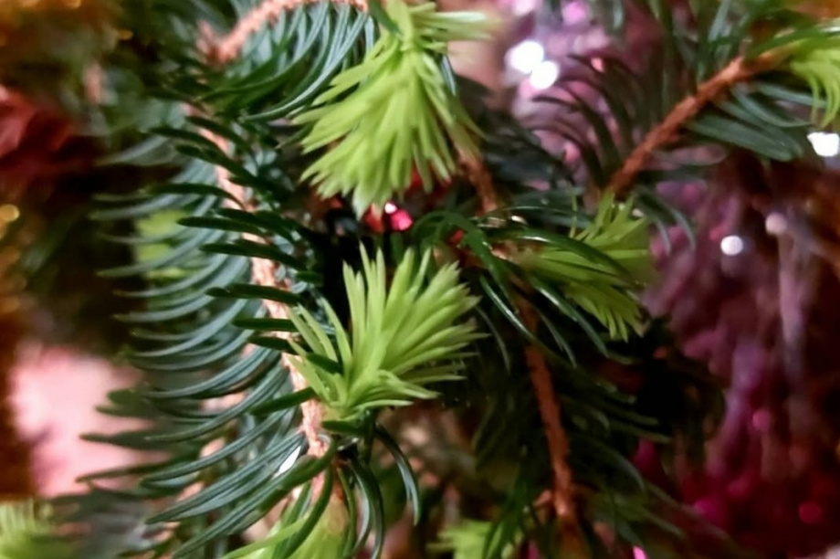 Ценители живых елок смогут сдать своих красавиц в утиль. Фото: ИА "Камчатка"