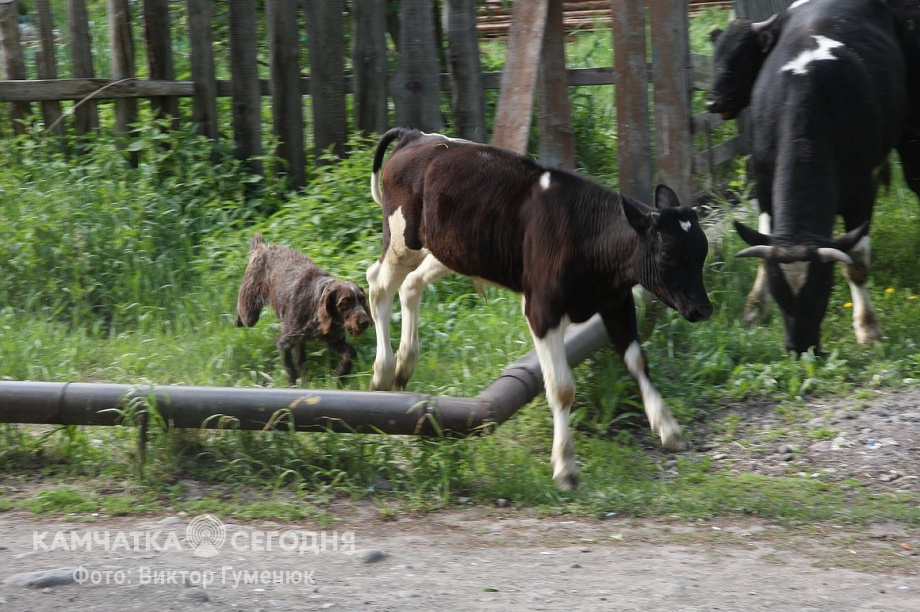 День рождения села Анавгай на Камчатке. Фотоподборка. Фото: архив/Виктор Гуменюк. Фотография 19