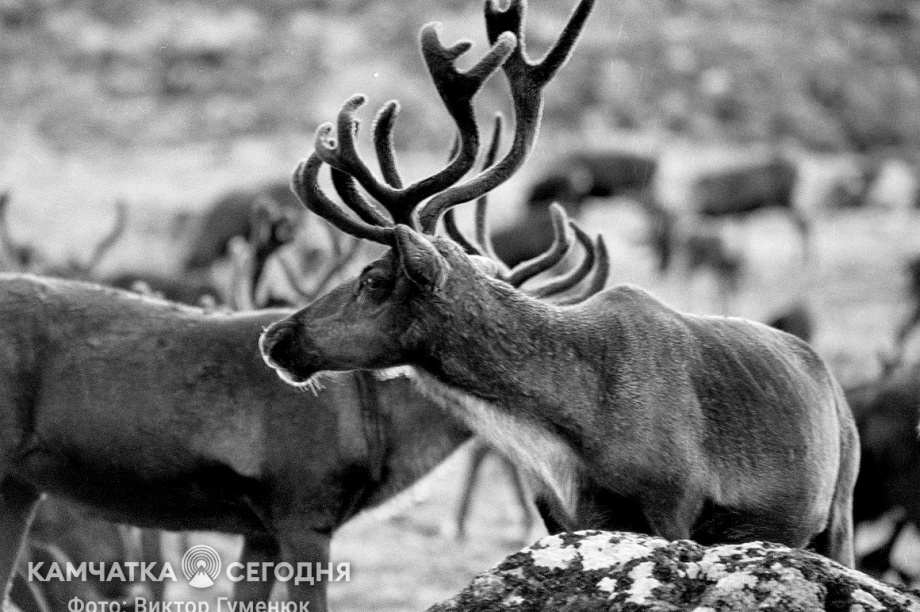 День образования Корякского округа на Камчатке. Фотоподборка. Фото: Виктор Гуменюк\ИА "Камчатка". Фотография 6
