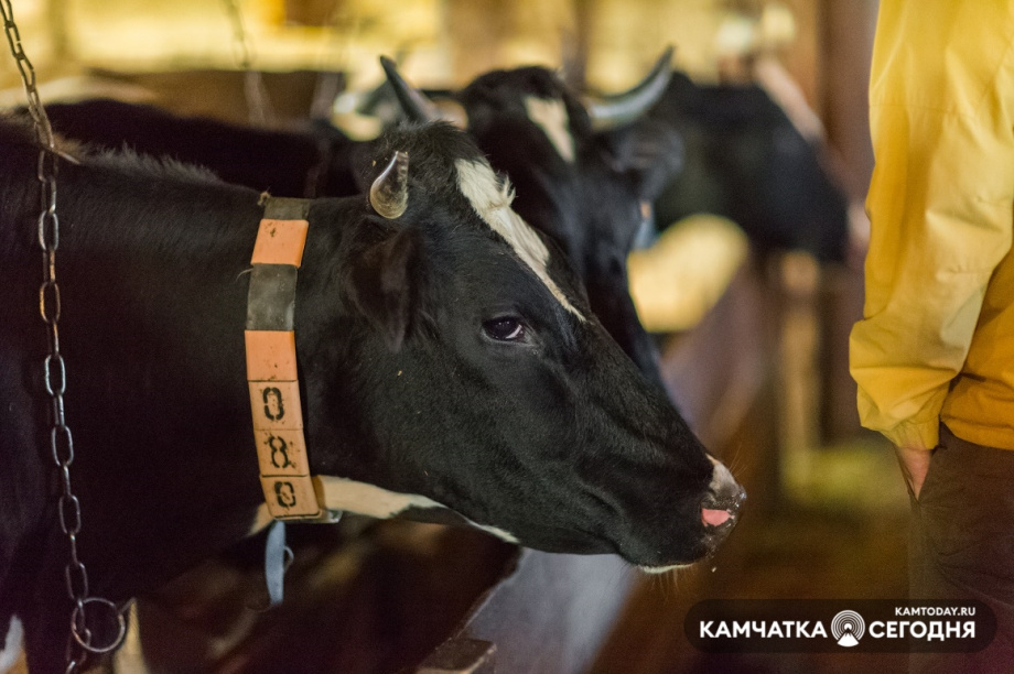 Продуктивность крупного рогатого скота стала темой семинара в краевом Минсельхозе. Фото: Матвей Парамошин