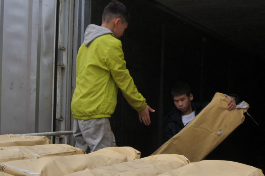 Для питомников ездовых собак на Камчатке, было заготовлено около 70 тонн рыбных голов. Фото: kamgov.ru. Фотография 4