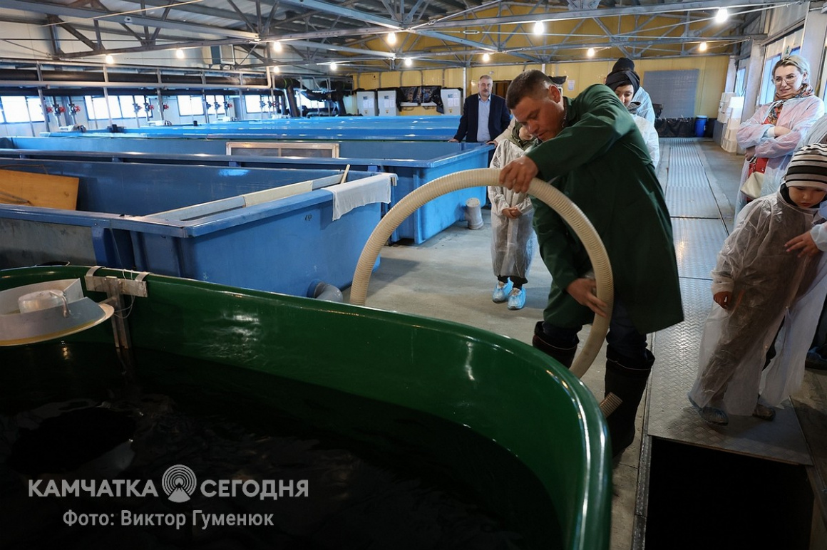 Мальков чавычи выпустили в реку Ключевку на Камчатке. Фоторепортаж. фото: Виктор Гуменюк. Фотография 22
