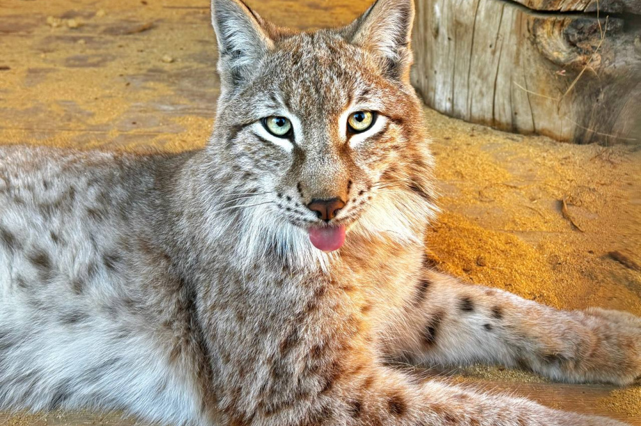 Рысенок с Камчатки полетит к спасителям животных в Подмосковье. Фото: зоопарк г. Елизово