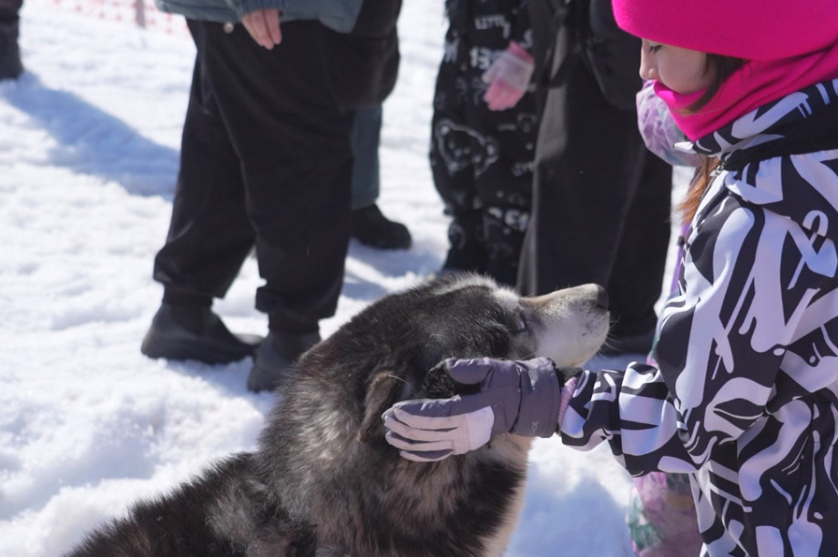 Для камчатских детей участников СВО устроили экскурсию в питомник «Снежные псы». Фото с сайта  kamgov.ru. Фотография 1