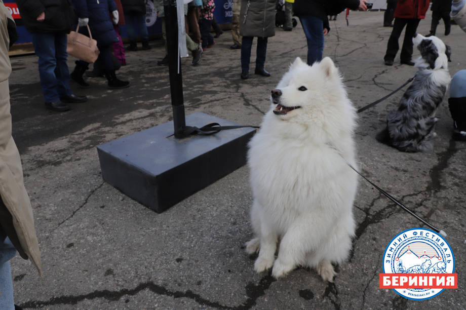 «Берингия-2021». Фото: Виктор Гуменюк. Фотография 128