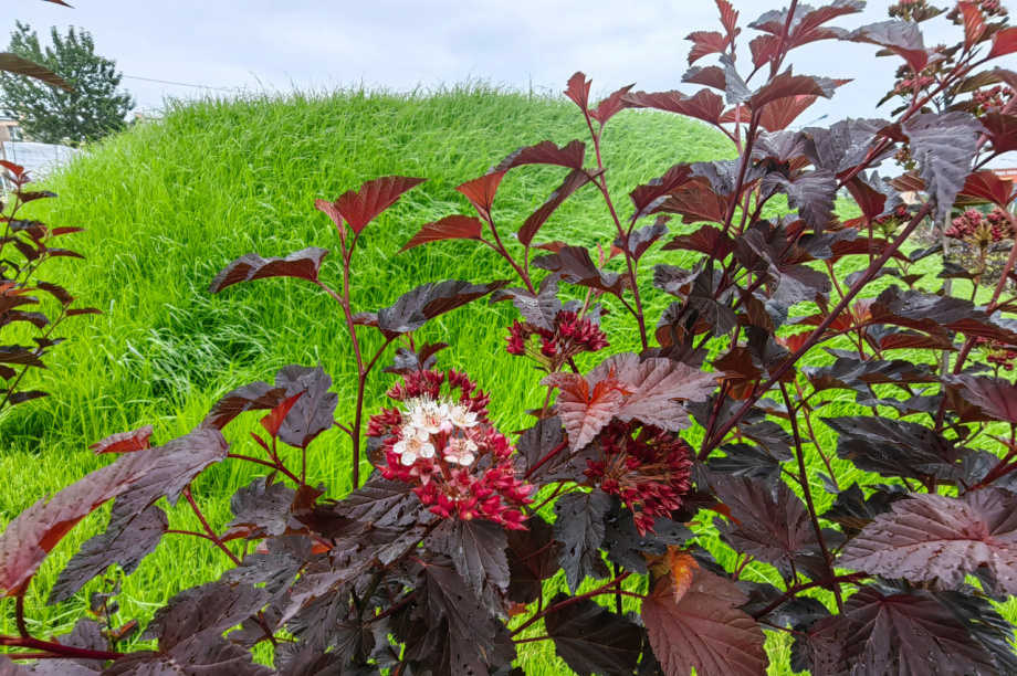 Строительство сквера на Войцешека в Петропавловске проинспектировала комиссия. Фото: Евгения Медведева. Фотография 5