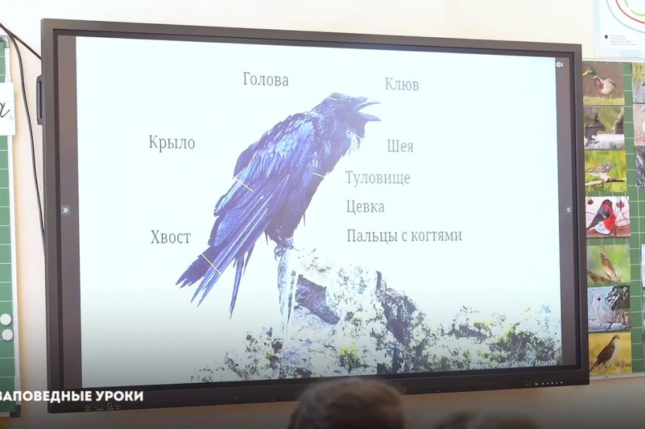 Школьникам рассказывают о заповедной природе Камчатки. Фото организаторов. Фотография 5