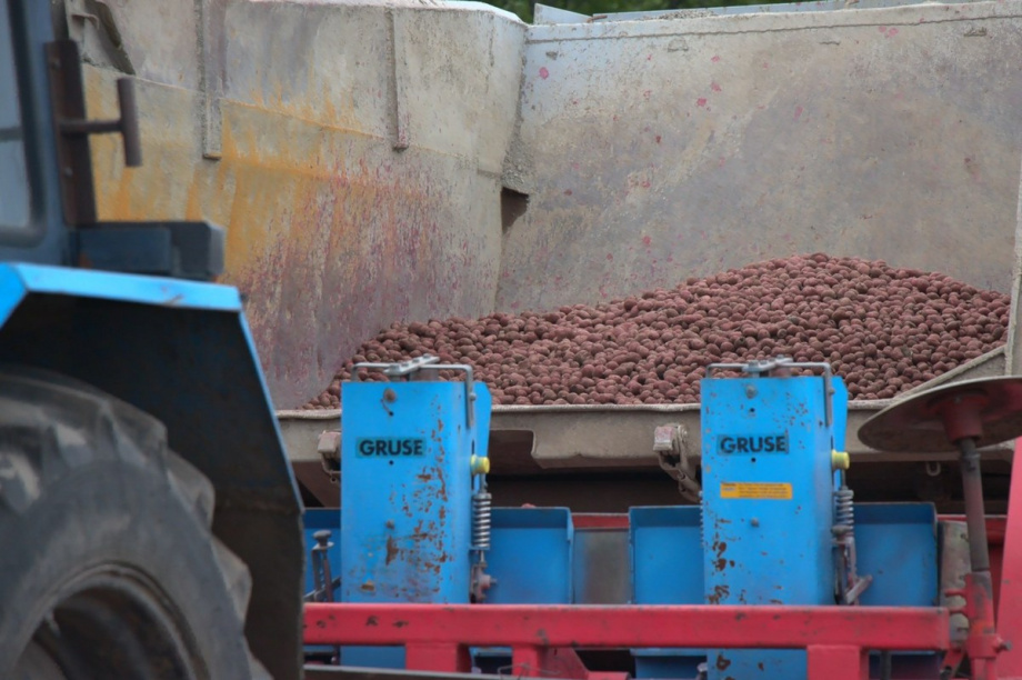 В Камчатском крае сельхозпредприятия завершают посадку картошки. Фото: Виктор Гуменюк, kamgov.ru. Фотография 2