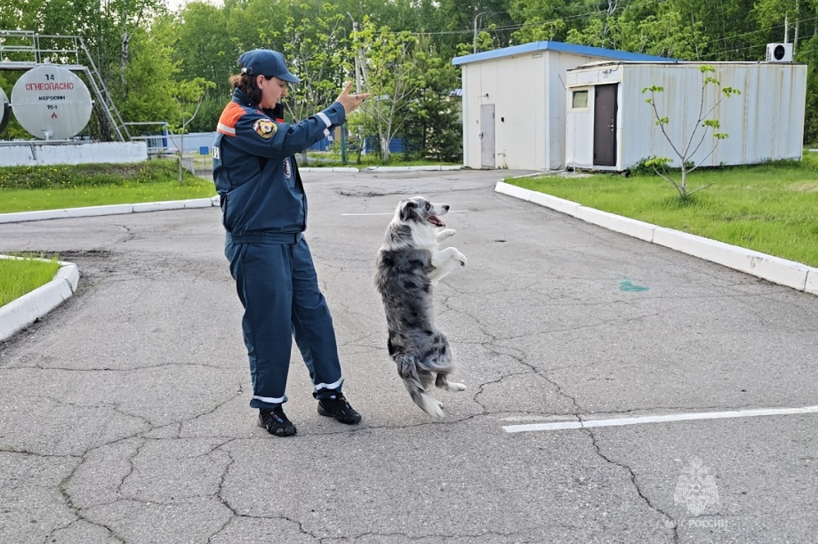 Камчатский кинолог и бордер-колли Ума снова лучшие на Дальнем Востоке. Фото: ГУ МЧС России по Камчатскому краю. Фотография 4