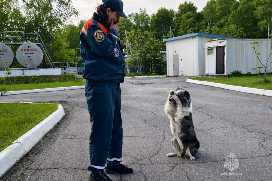 Камчатский кинолог и бордер-колли Ума снова лучшие на Дальнем Востоке. Фото: ГУ МЧС России по Камчатскому краю. Фотография 5