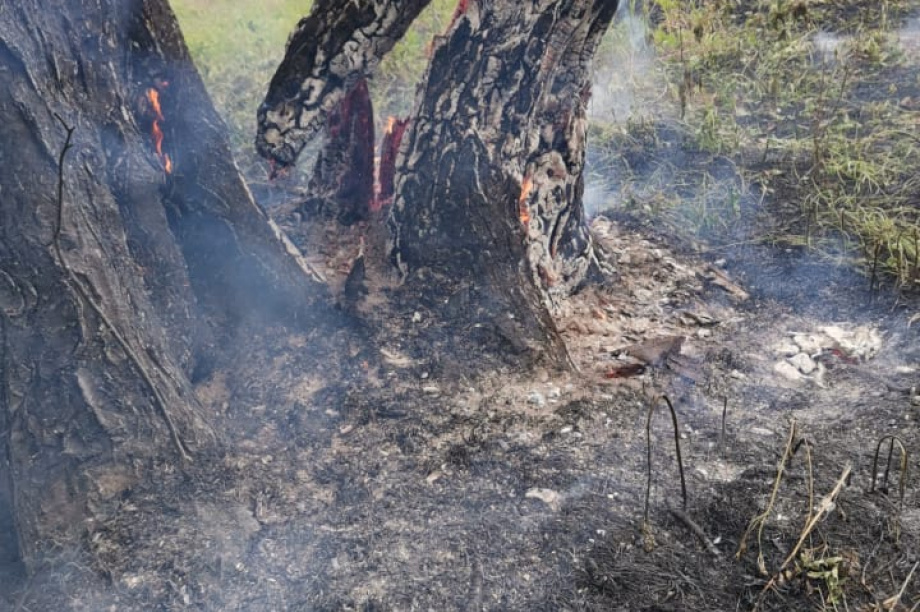  На Камчатке лесные пожары прошли за выходные почти 50 га. Фото: kamgov.ru. Фотография 7