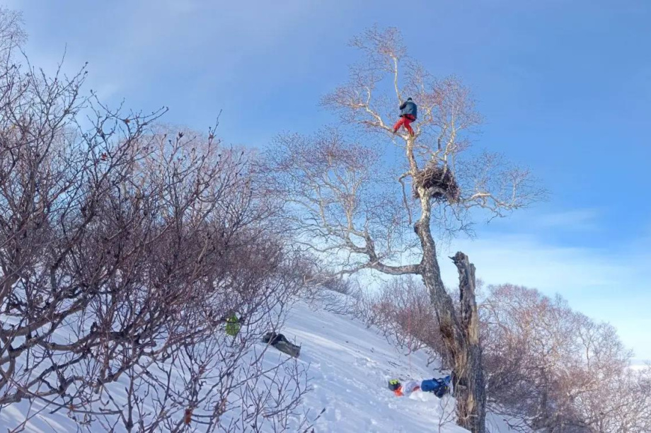 В поисках орланов. Телеграм-канал «Территория науки». Фотография 1