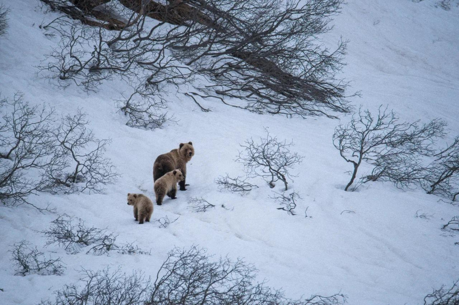 Первые медведи замечены в Паужетском поселении на Камчатке. https://t.me/VallyFromTundra. Фотография 6