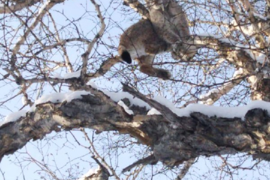 Рысь была спасена в природном парке «Вилючинский» на Камчатке. тг-канал Вулканы Камчатки
