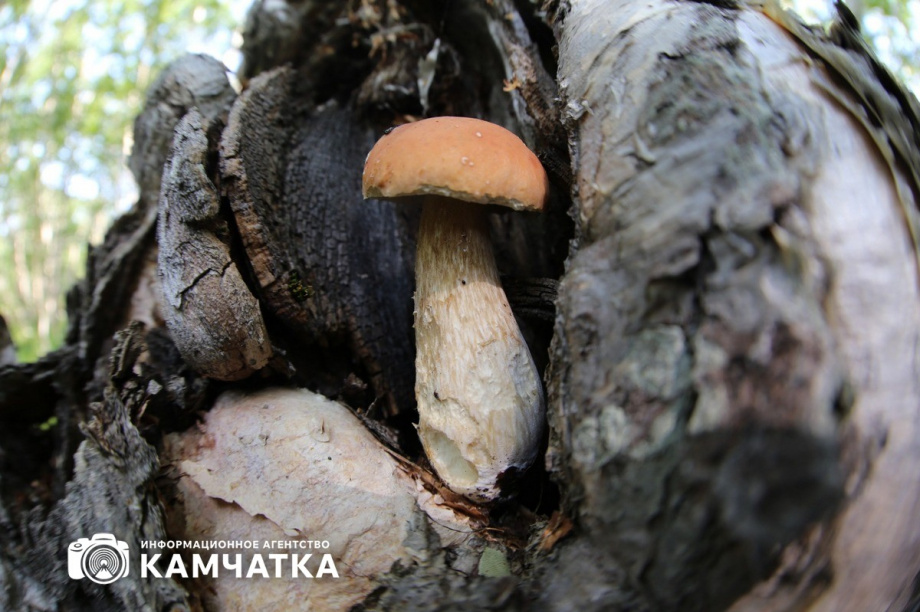 Штраф за незаконный сбор дикоросов грозит жителям Камчатки. Фото: ИА "Камчатка". Фотография 1