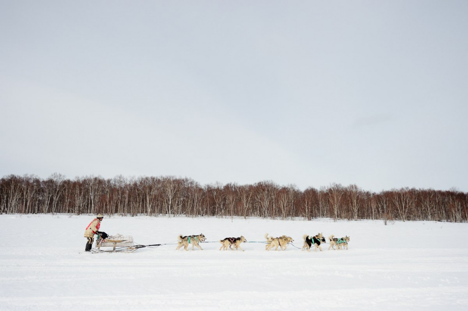 Ветеринары будут сопровождать собак во время «Берингии-2023» на Камчатке. Фото: kamgov.ru