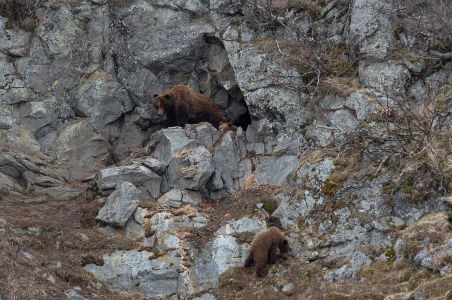 Медвежья семья наблюдала за камчатскими госинспекторами. Фото: ФГБУ "Кроноцкий государственный заповедник". Фотография 3
