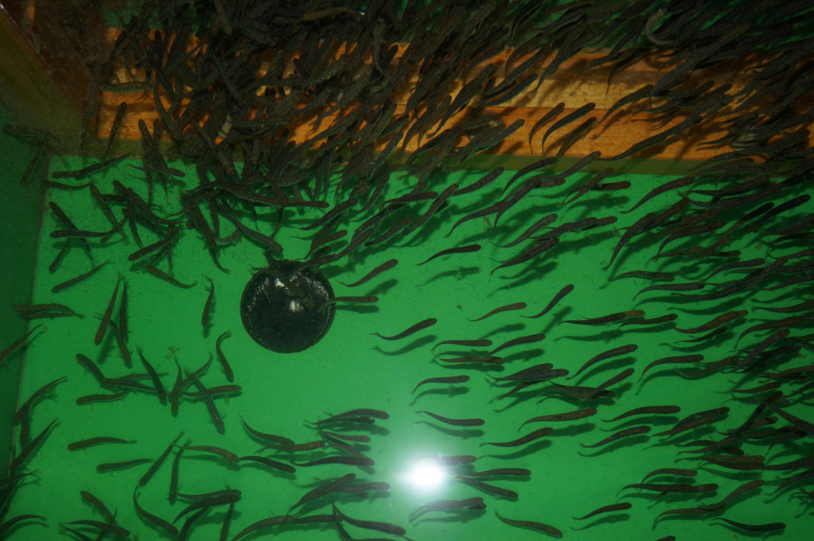 Первые 1,5 млн мальков кеты выпустили в реку рыбоводы Камчатки. Фото: ФГБУ «Главрыбвод». Фотография 5