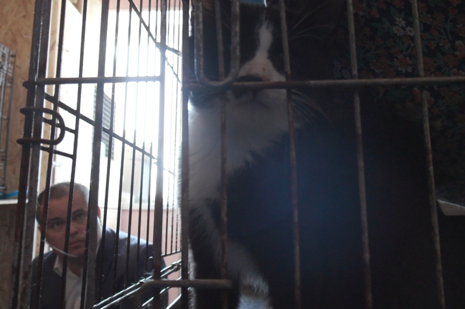 Власти Камчатки помогут частному приюту найти большое помещение для кошек. Фото: информационное агентство "Камчатка". Фотография 1