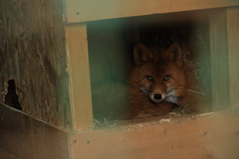 Елизовский зоопарк закрыли до субботы из-за циклона. ИА Камчатка