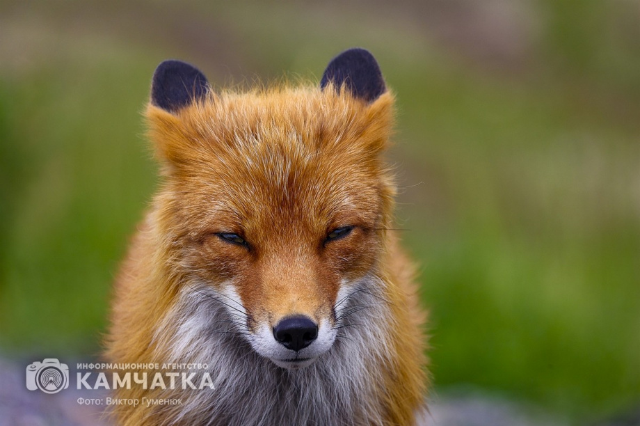 Жители камчатских лесов и сопок. Фотоподборка. фото: Виктор Гуменюк. Фотография 15