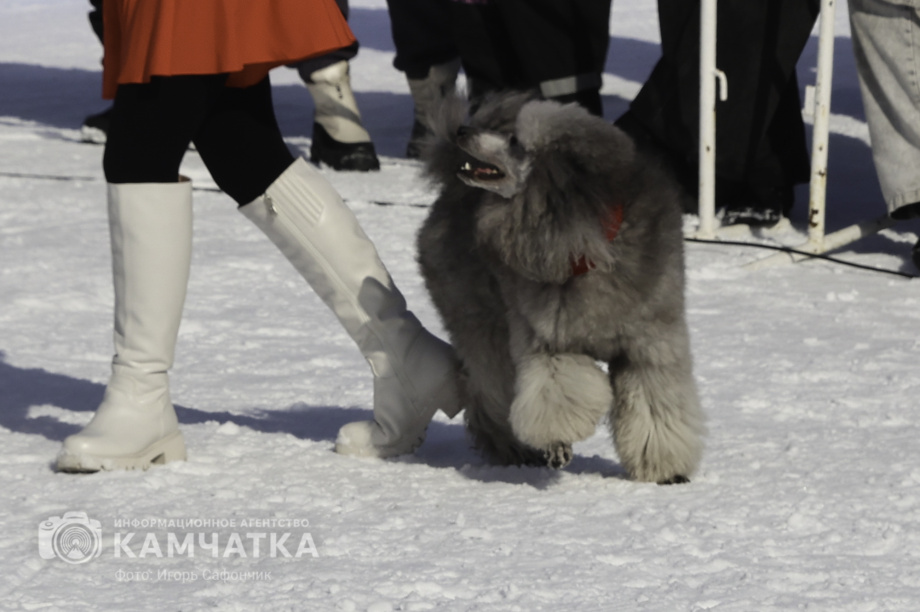 «Елизовский спринт» — 15 лет традиций и азарта!. Фото: «Камчатка Сегодня» \ Игорь Сафончик. Фотография 33