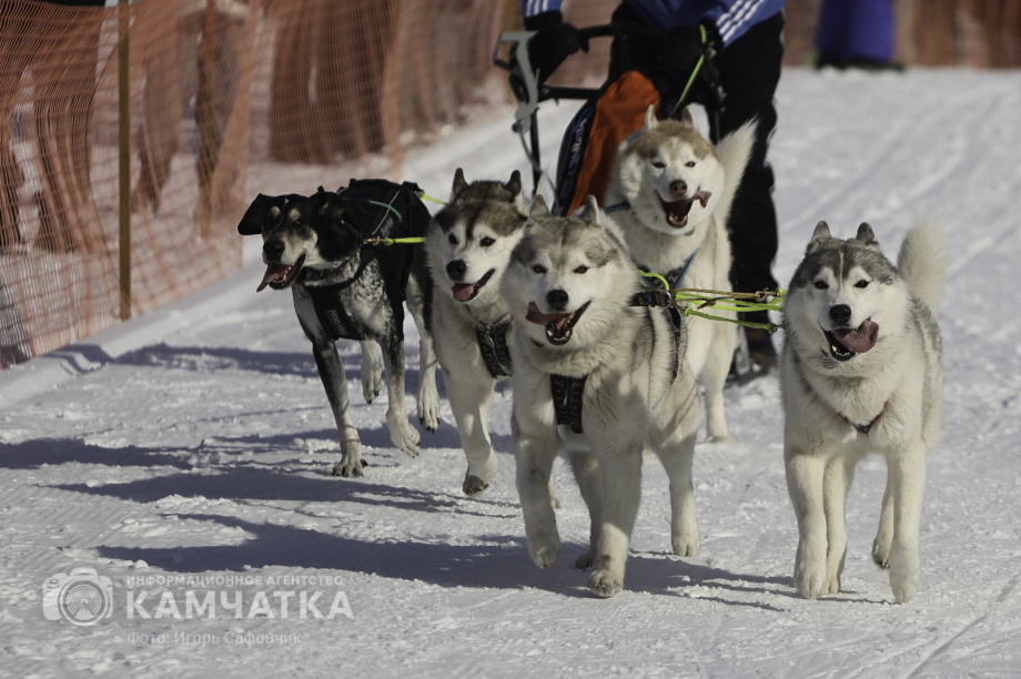 «Елизовский спринт» — 15 лет традиций и азарта!. Фото: «Камчатка Сегодня» \ Игорь Сафончик. Фотография 2