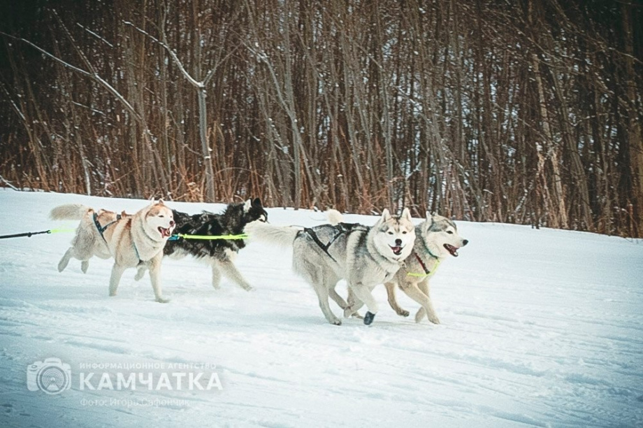 «Берингия-2026» стартует на Камчатке: 9 каюров и 1425 километров экстрима. Фото: ИА "Камчатка"