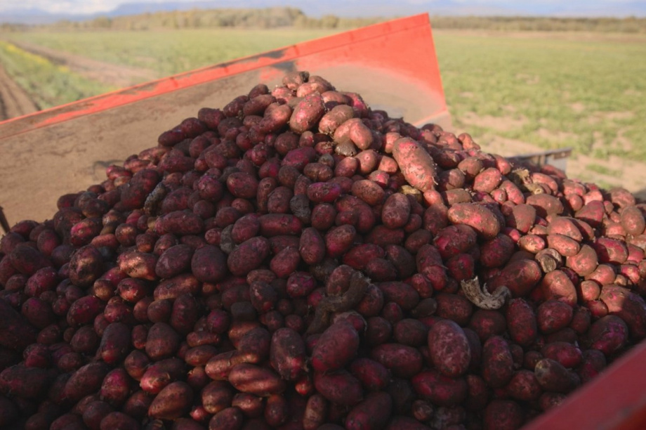 Агропромышленники Камчатки начали пробный сбор урожая картофеля. Фото: kamgov.ru. Фотография 4