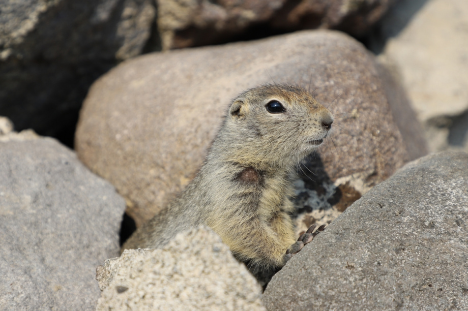 Спортивный День вулкана. Фото: Виктор Гуменюк. Фотография 81