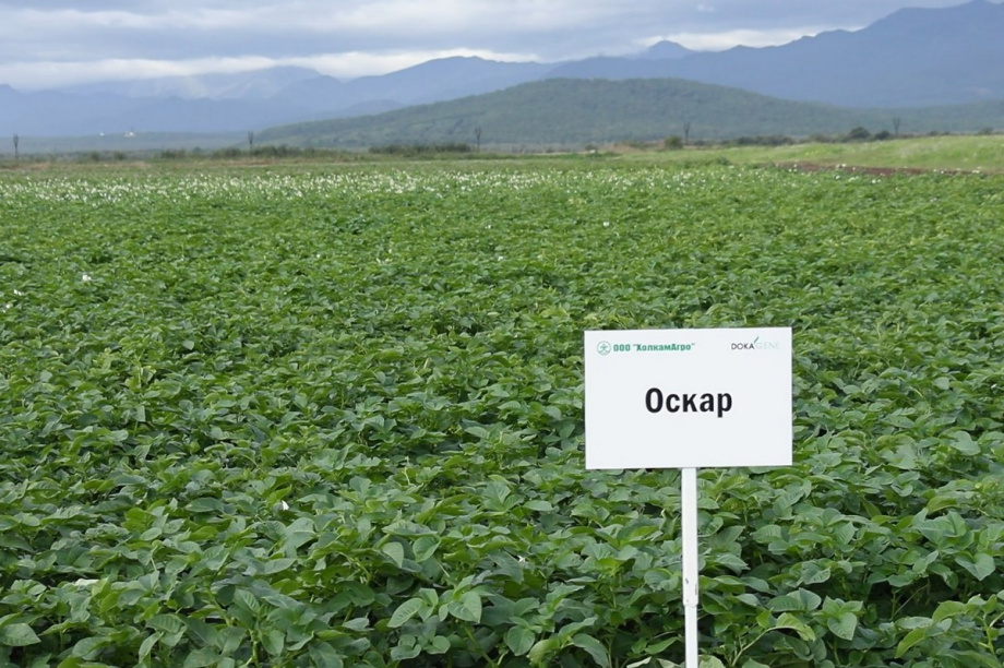 Презентацию 13 новых для Камчатки сортов картофеля провели в Елизовском районе. Фото: Виктор Гуменюк, kamgov.ru. Фотография 12