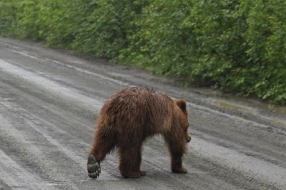 Медведь замечен в ПКГО в районе посёлка Нагорный. Фото ИА «Камчатка» (архив)